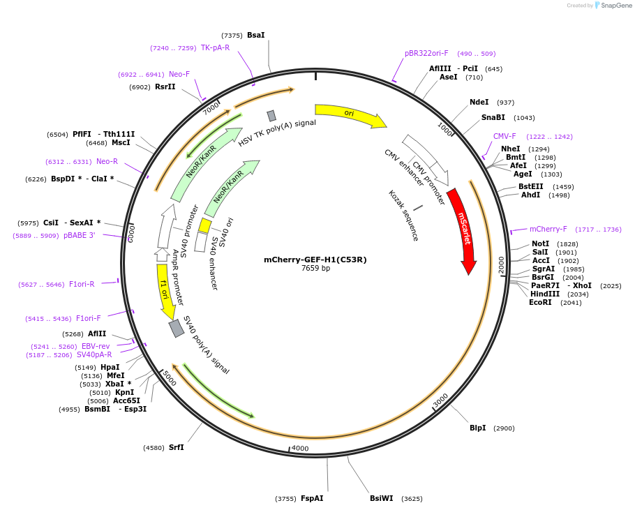 255930-plasmid-map-sequence-id-509853