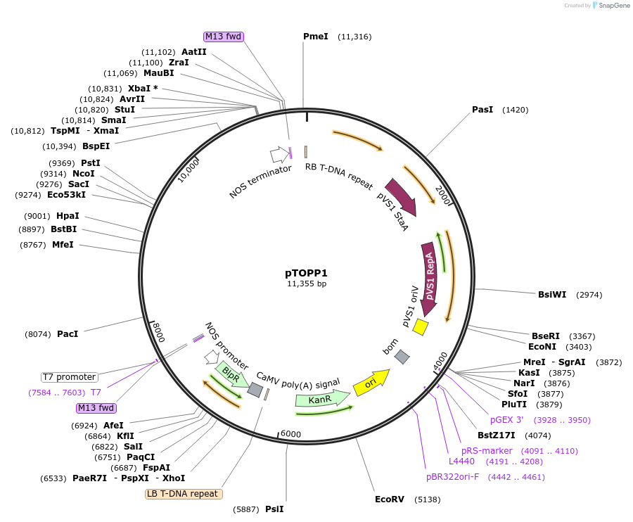 256029-plasmid-map-sequence-id-509856