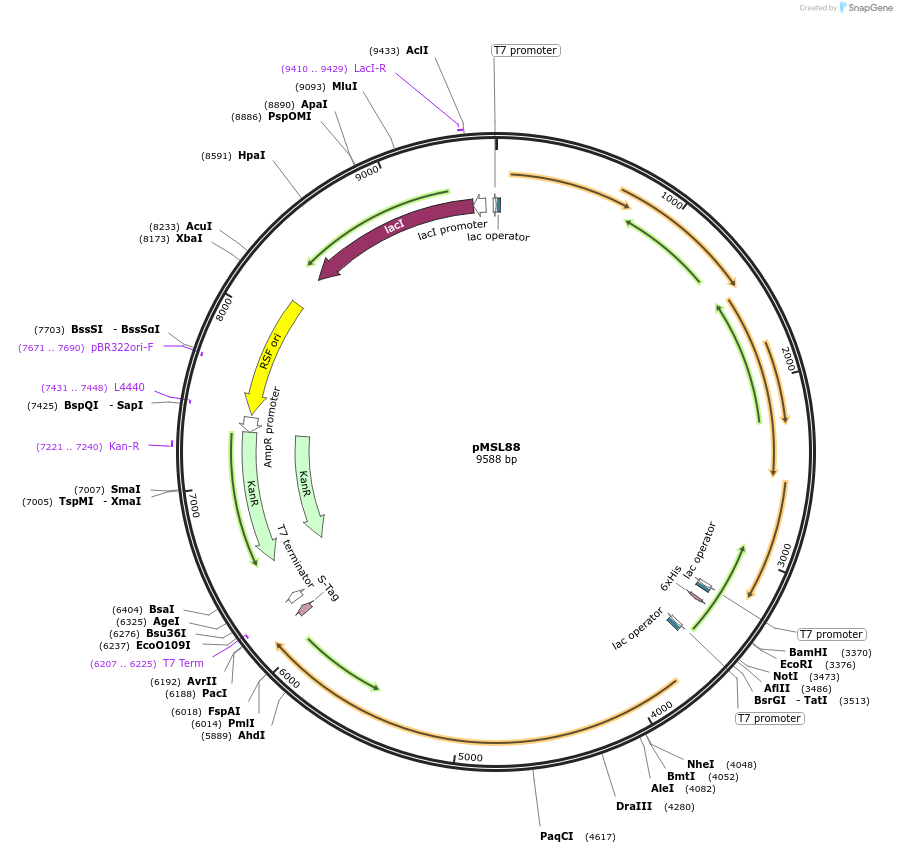 254505-plasmid-map-sequence-id-509862