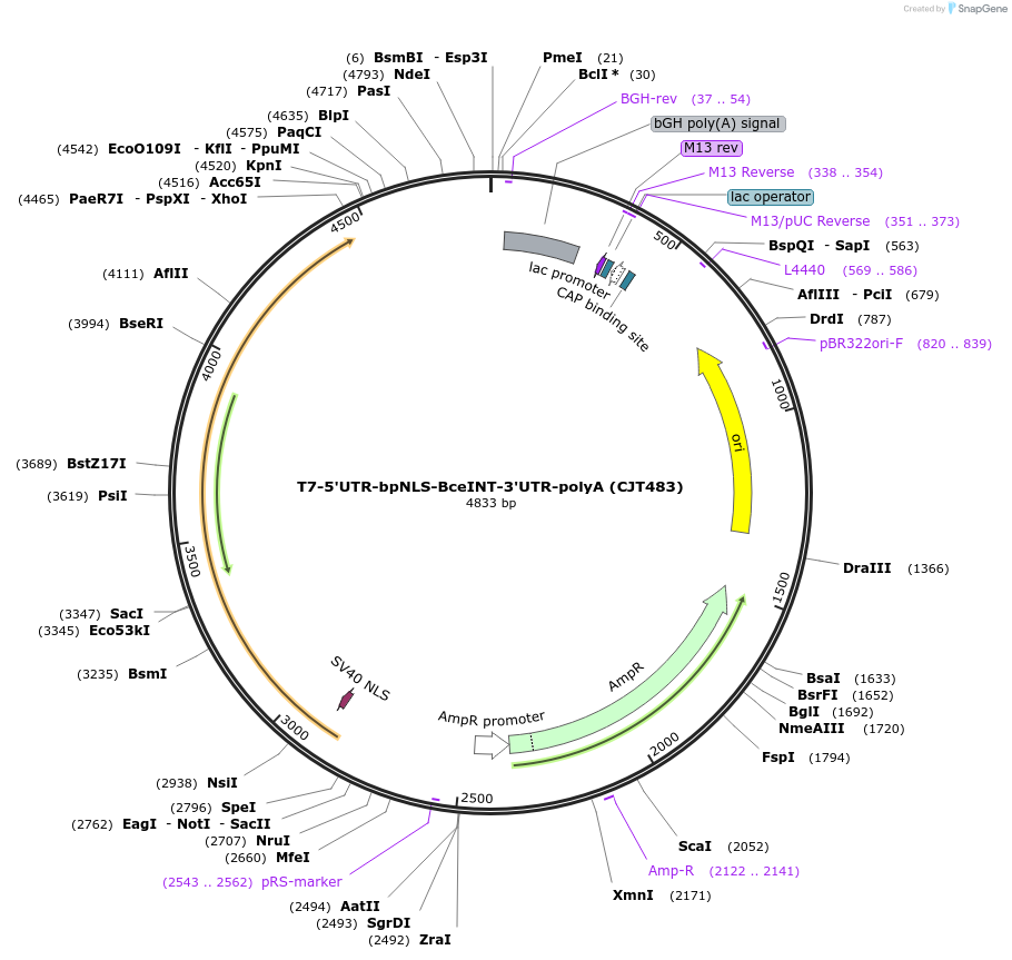 248217-plasmid-map-sequence-id-509876
