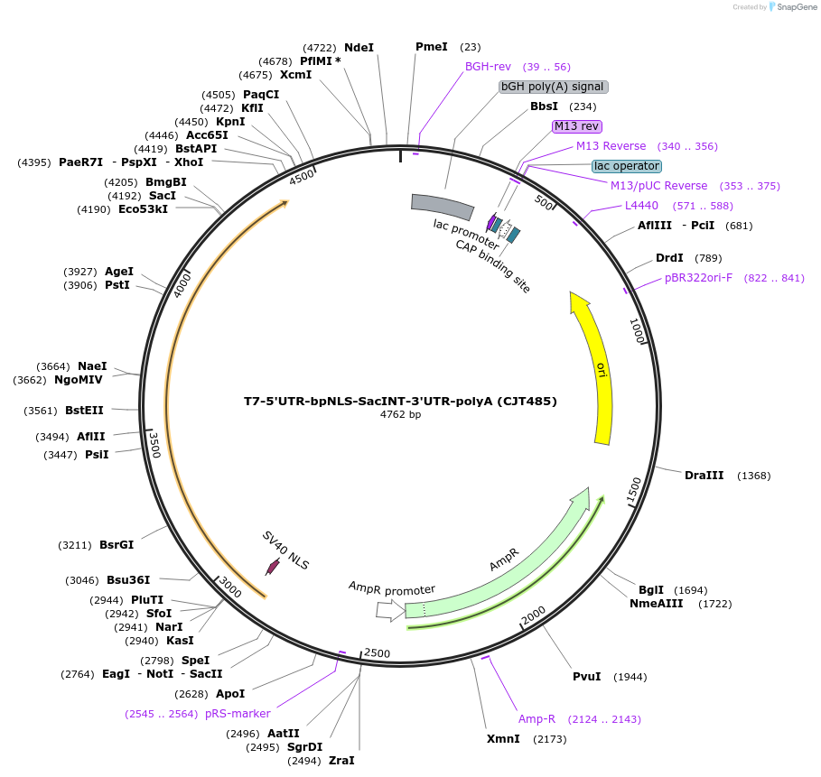 248219-plasmid-map-sequence-id-509878