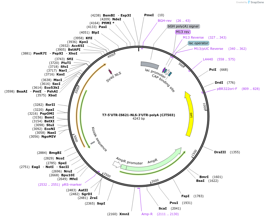 248221-plasmid-map-sequence-id-509955