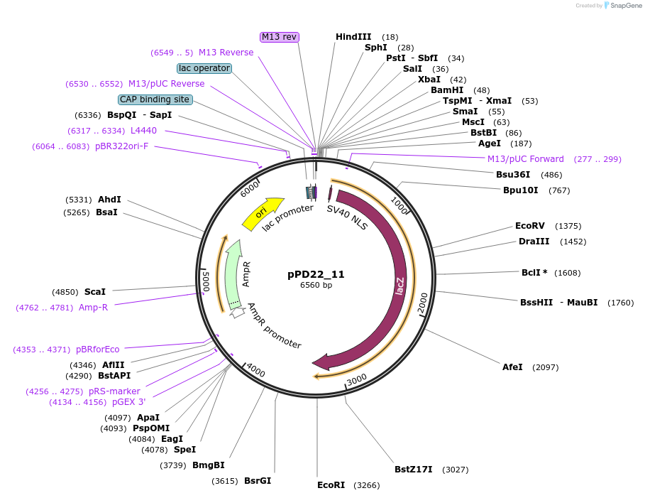 1440-plasmid-map-sequence-id-51
