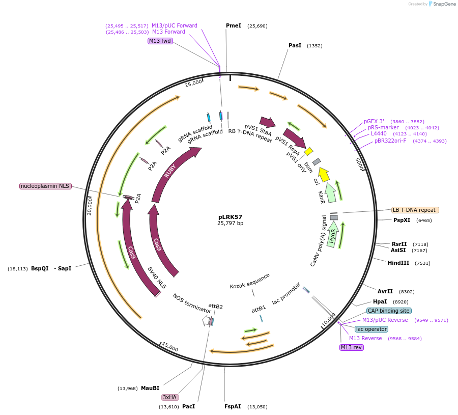 253106-plasmid-map-sequence-id-510119