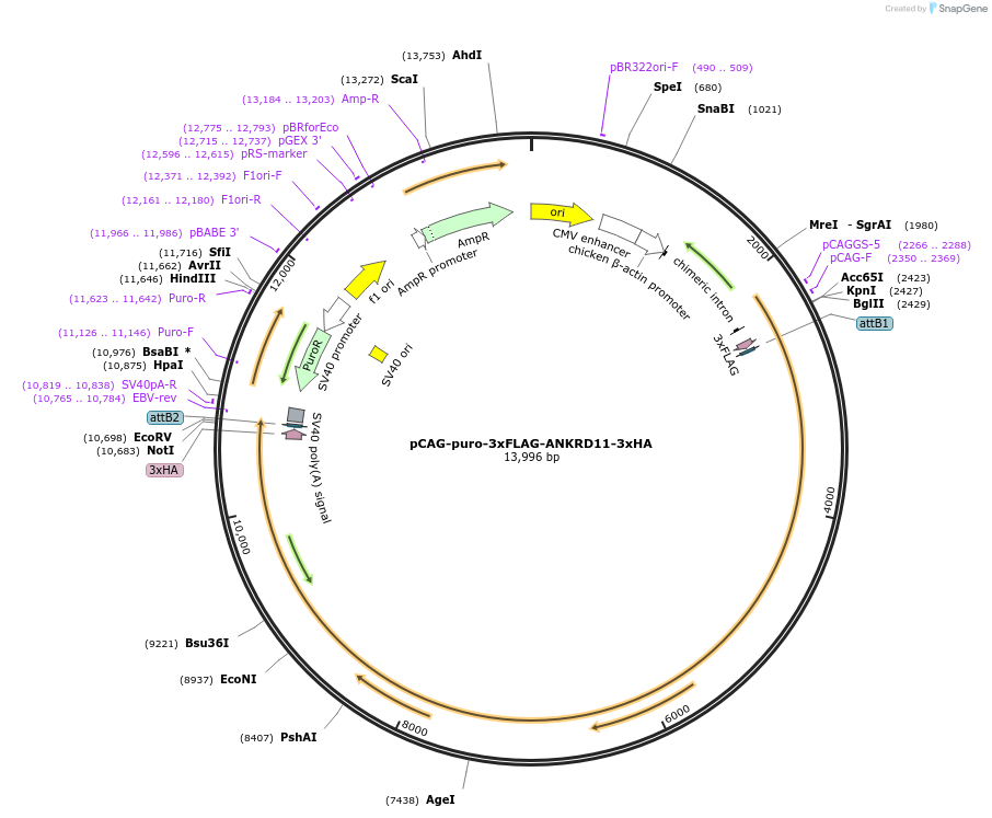 236617-plasmid-map-sequence-id-510124