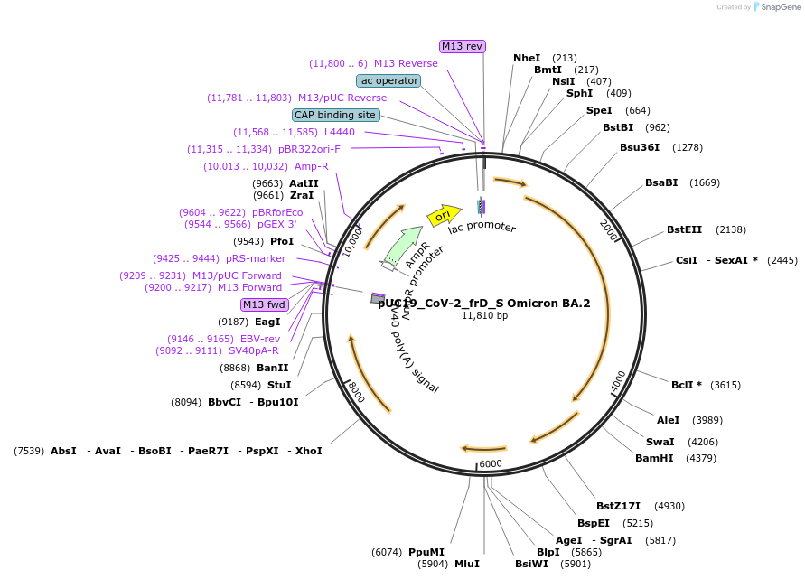 253117-plasmid-map-sequence-id-510136