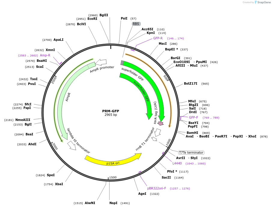 40127-plasmid-map-sequence-id-51016