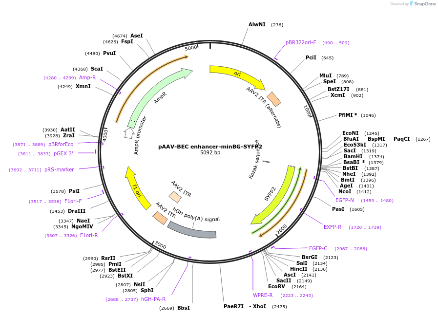 236722-plasmid-map-sequence-id-510218