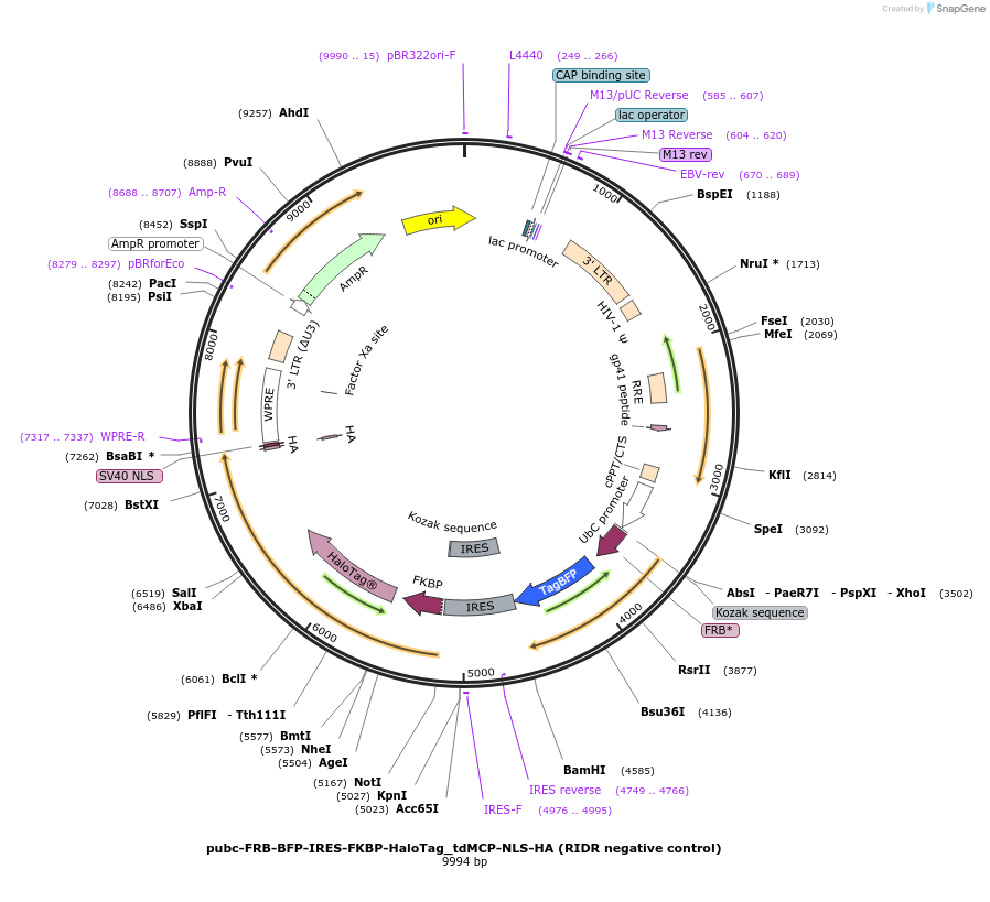 224133-plasmid-map-sequence-id-510247