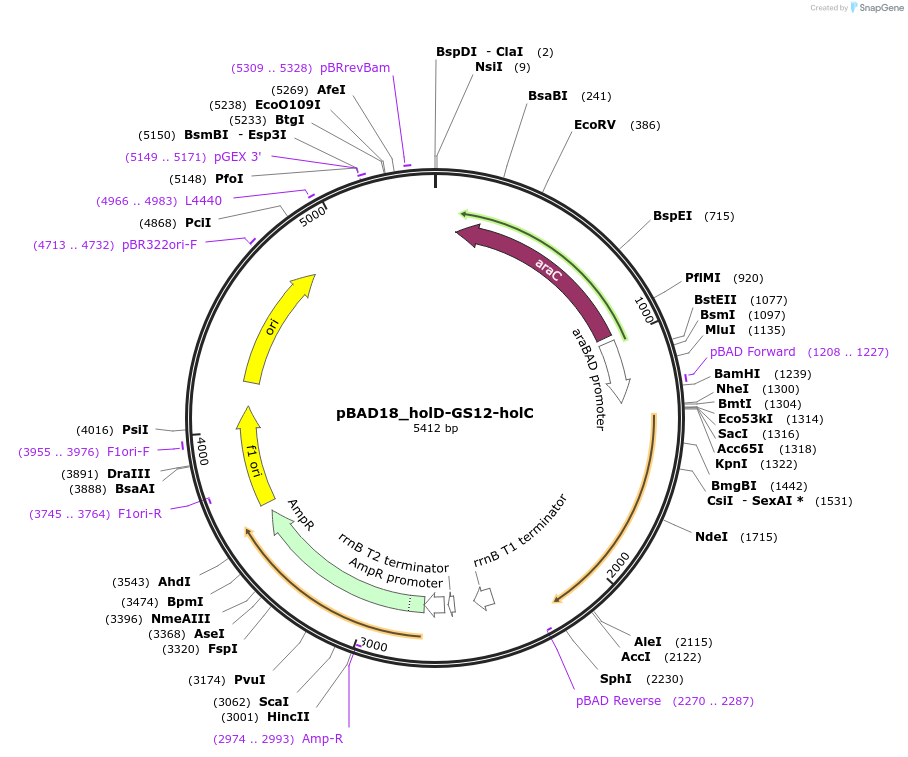 254016-plasmid-map-sequence-id-510249