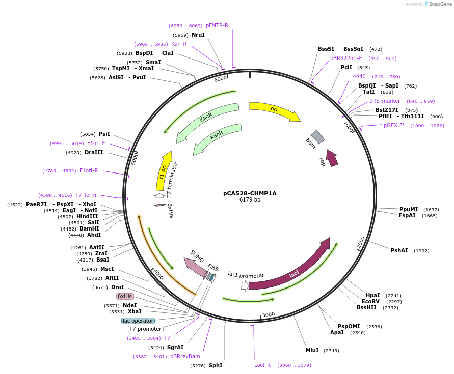 254686-plasmid-map-sequence-id-510254