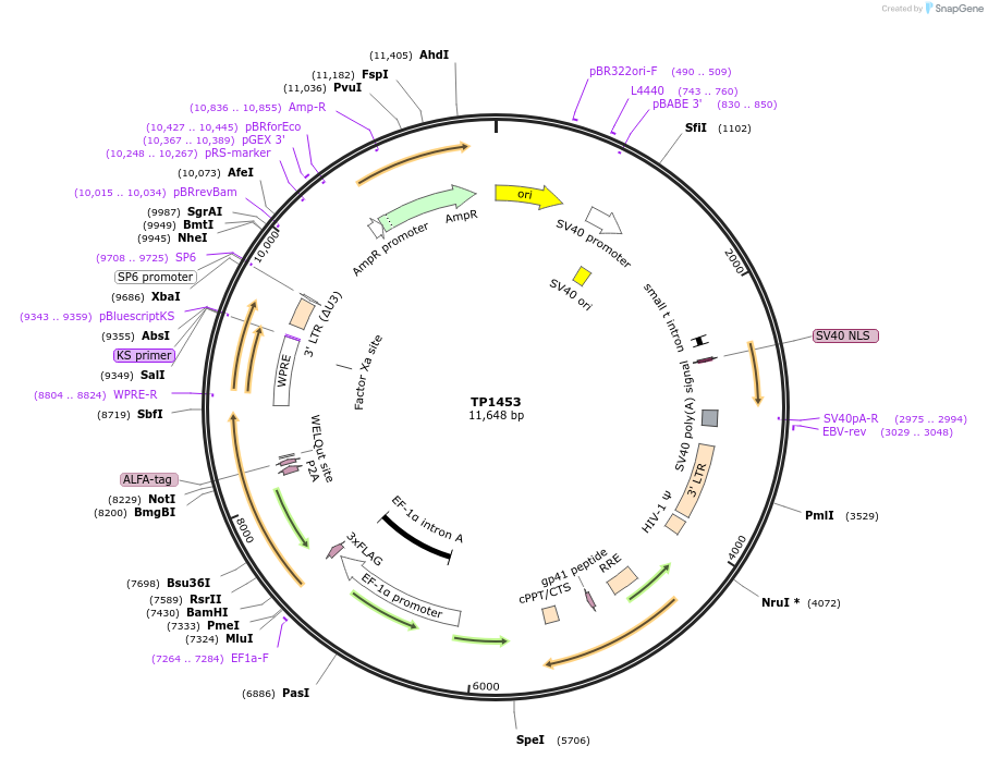 254449-plasmid-map-sequence-id-510259