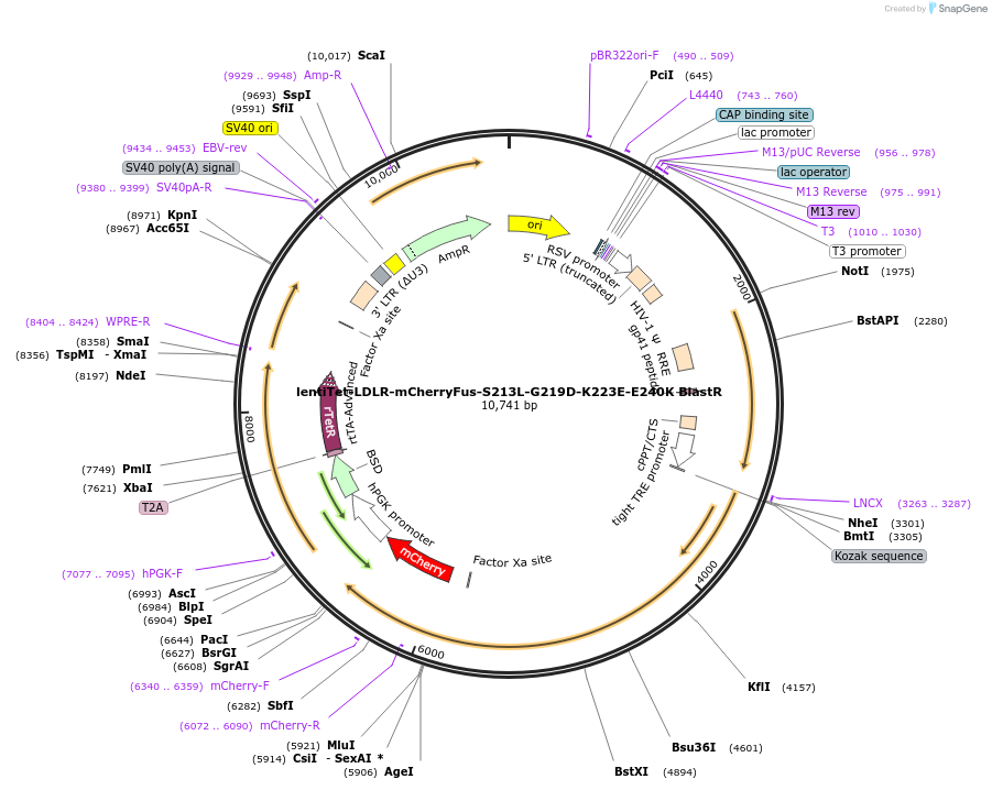 254338-plasmid-map-sequence-id-510262