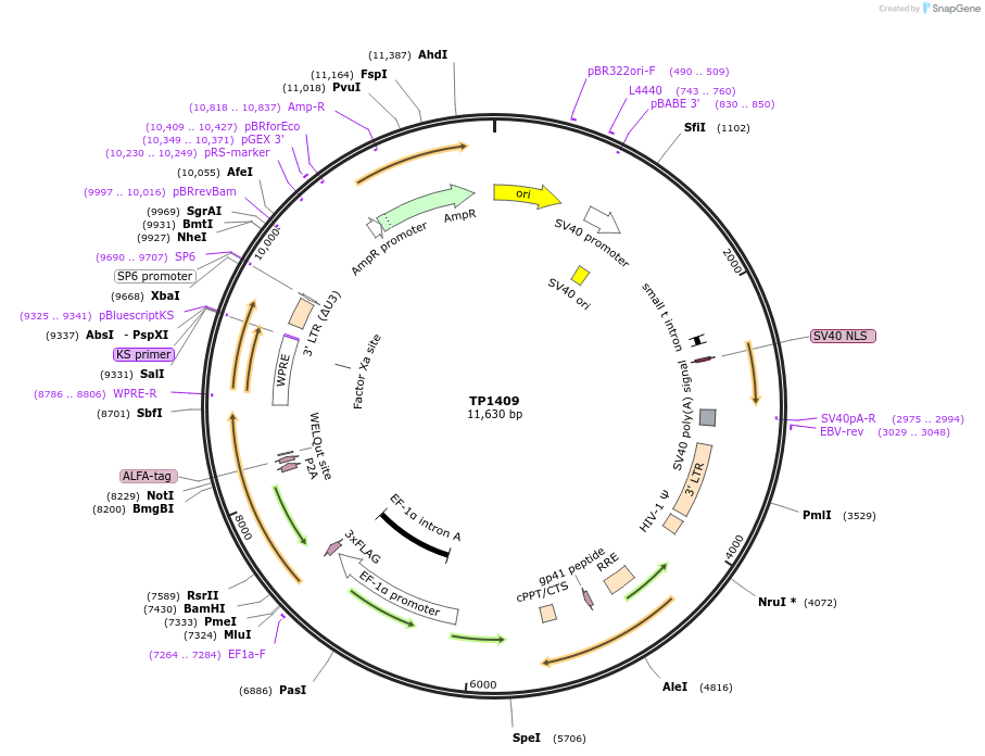 254448-plasmid-map-sequence-id-510264