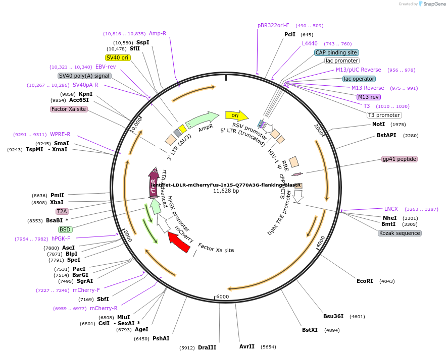 254346-plasmid-map-sequence-id-510267