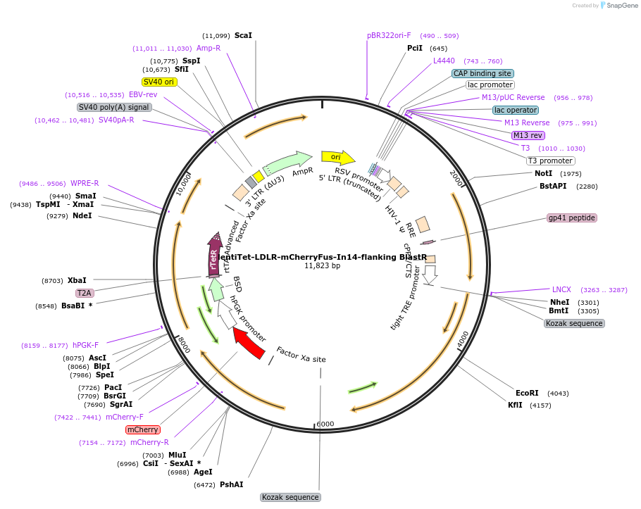 254343-plasmid-map-sequence-id-510276