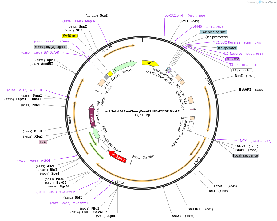 254328-plasmid-map-sequence-id-510280