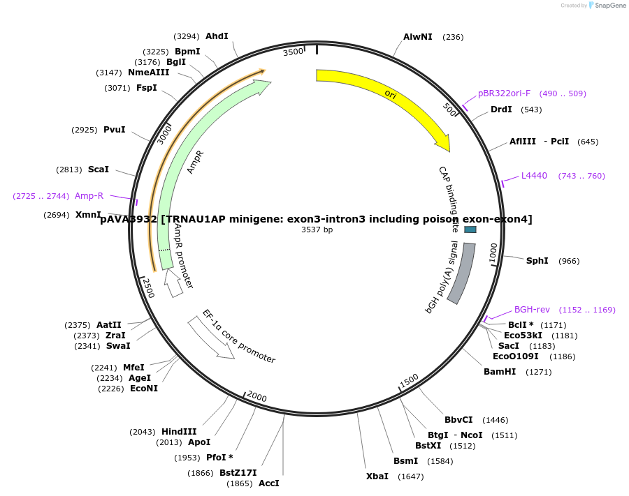 254878-plasmid-map-sequence-id-510284