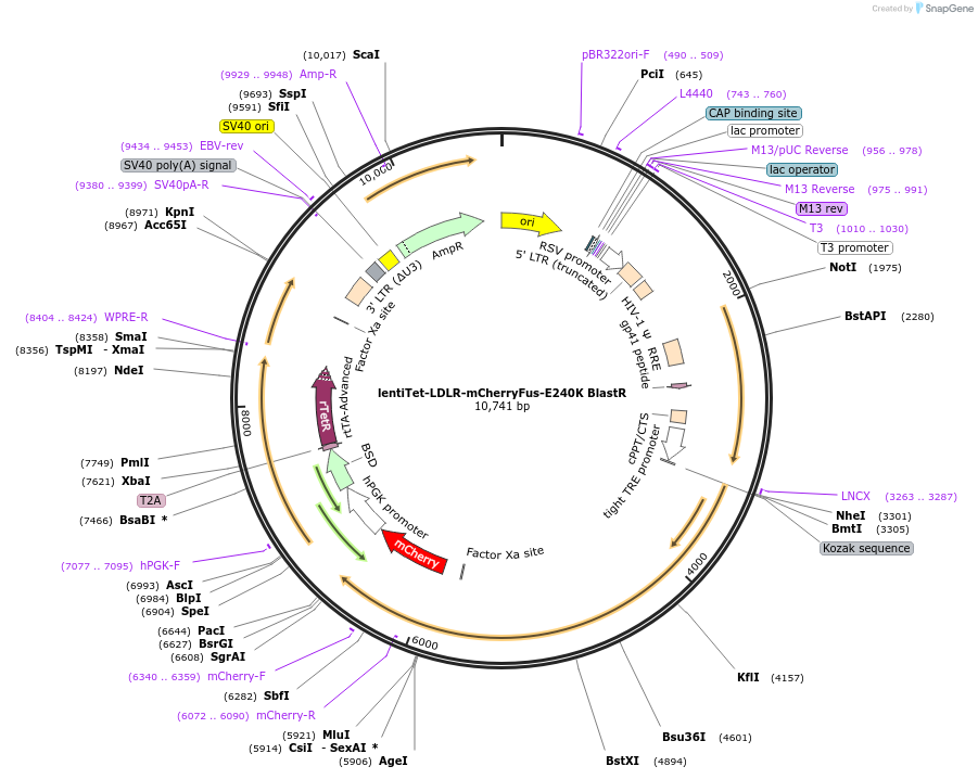 254332-plasmid-map-sequence-id-510289