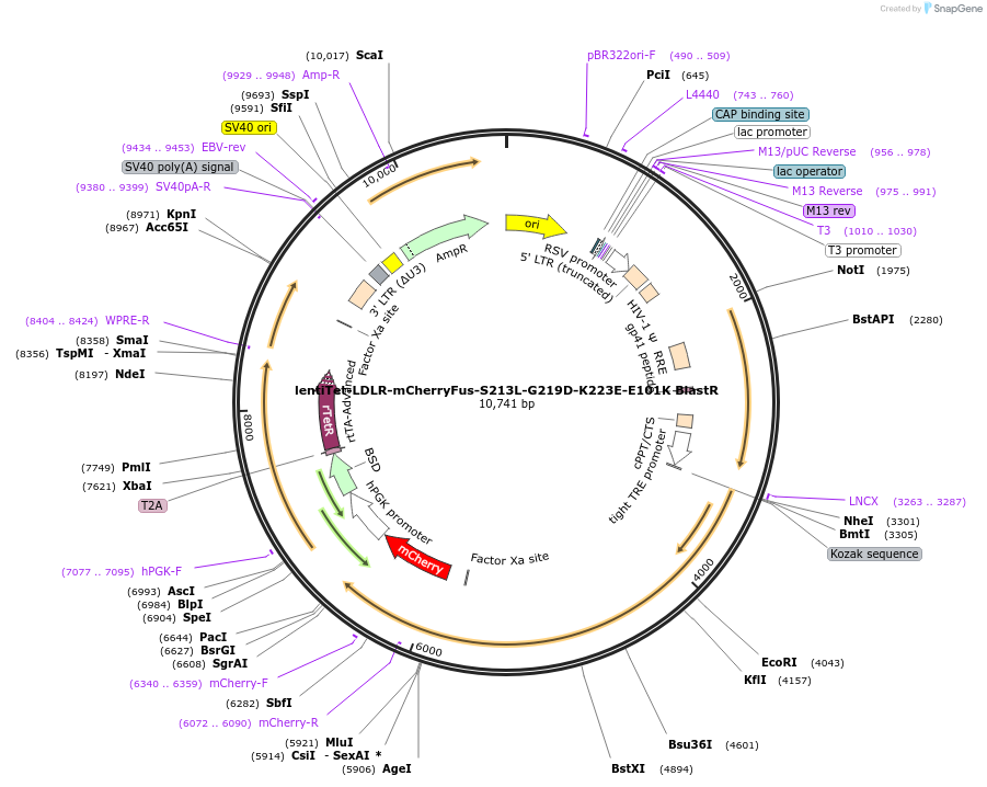 254336-plasmid-map-sequence-id-510290