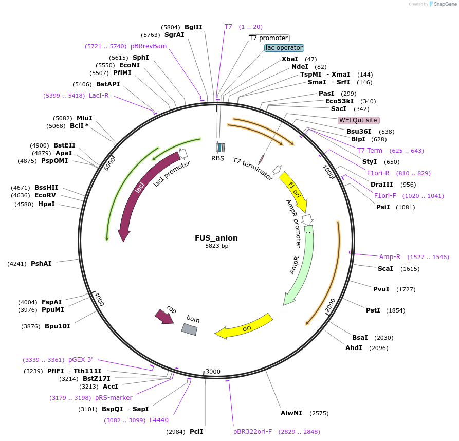 98656-plasmid-map-sequence-id-510310