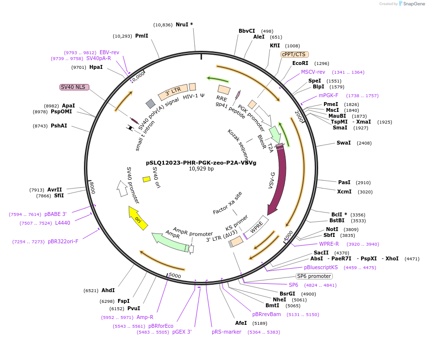252640-plasmid-map-sequence-id-510362