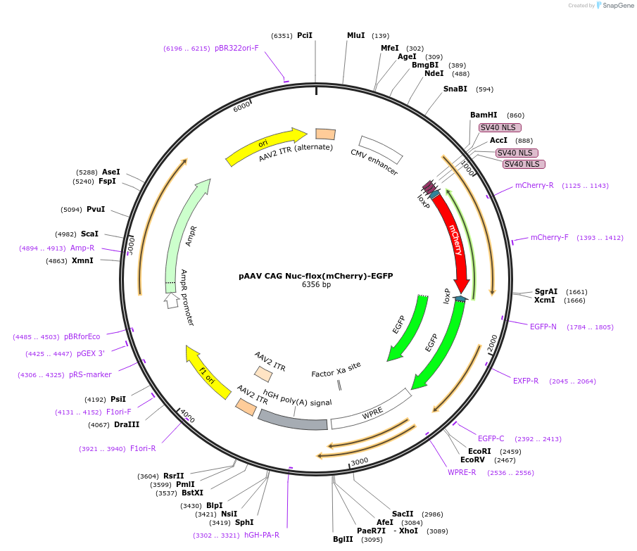 256094-plasmid-map-sequence-id-510365
