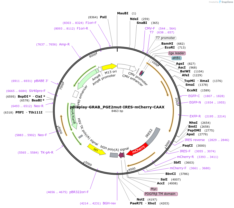 251354-plasmid-map-sequence-id-510367