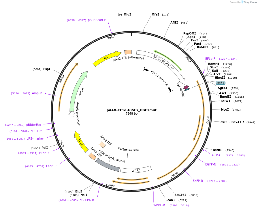 251356-plasmid-map-sequence-id-510374