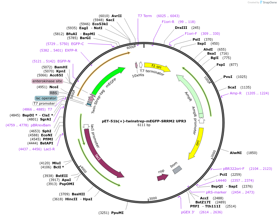 253994-plasmid-map-sequence-id-510403