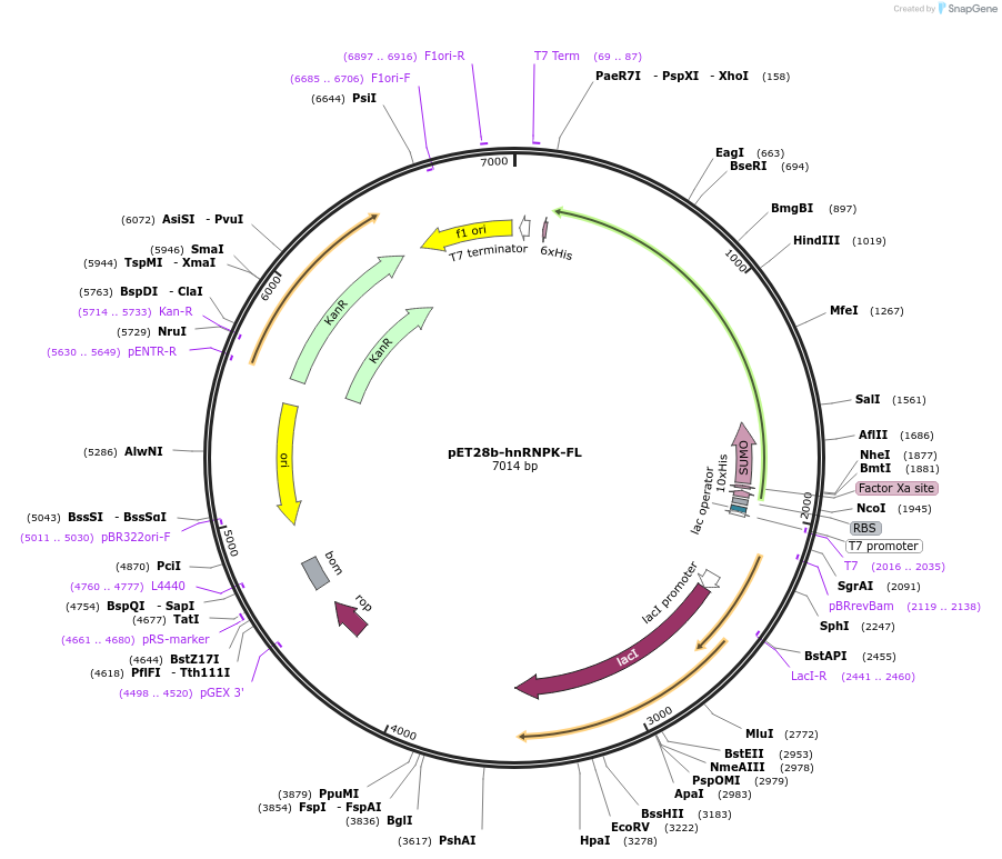 252528-plasmid-map-sequence-id-510487