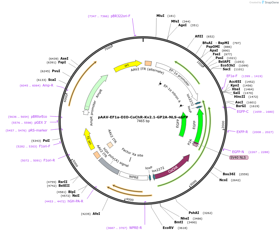253381-plasmid-map-sequence-id-510497