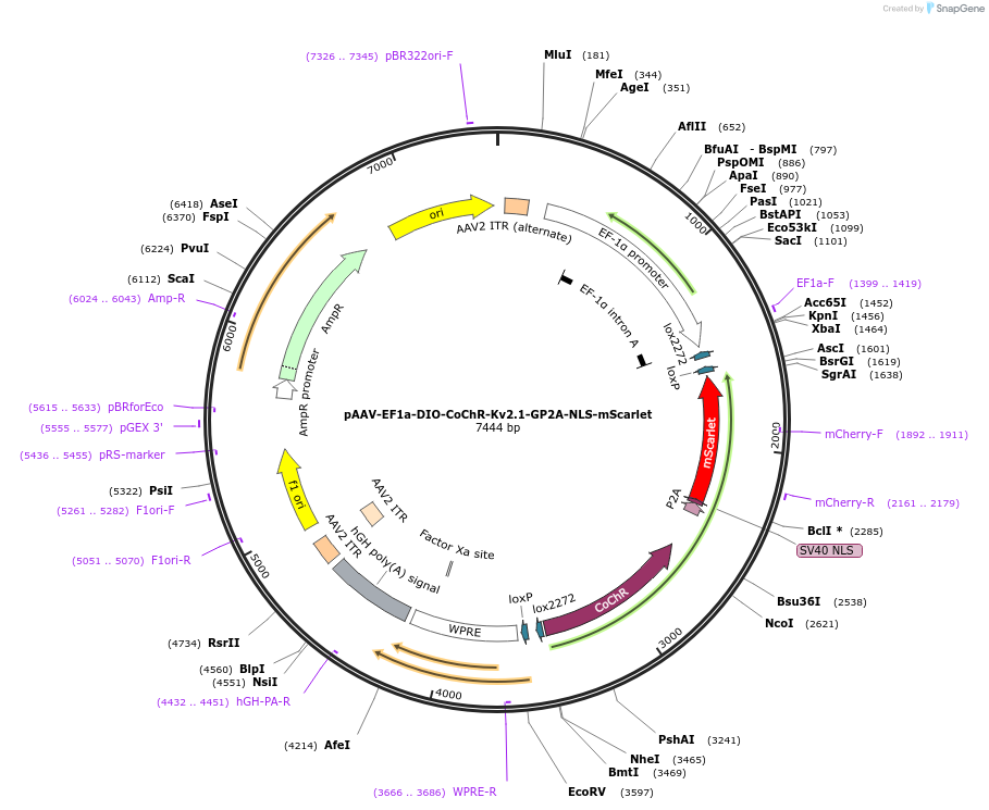 253383-plasmid-map-sequence-id-510500