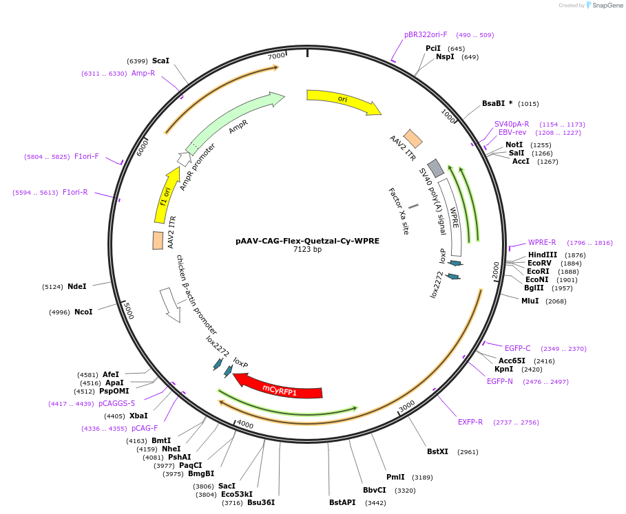 253387-plasmid-map-sequence-id-510502