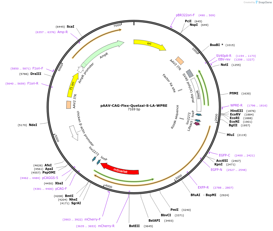 253388-plasmid-map-sequence-id-510503