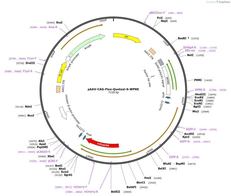 253389-plasmid-map-sequence-id-510505