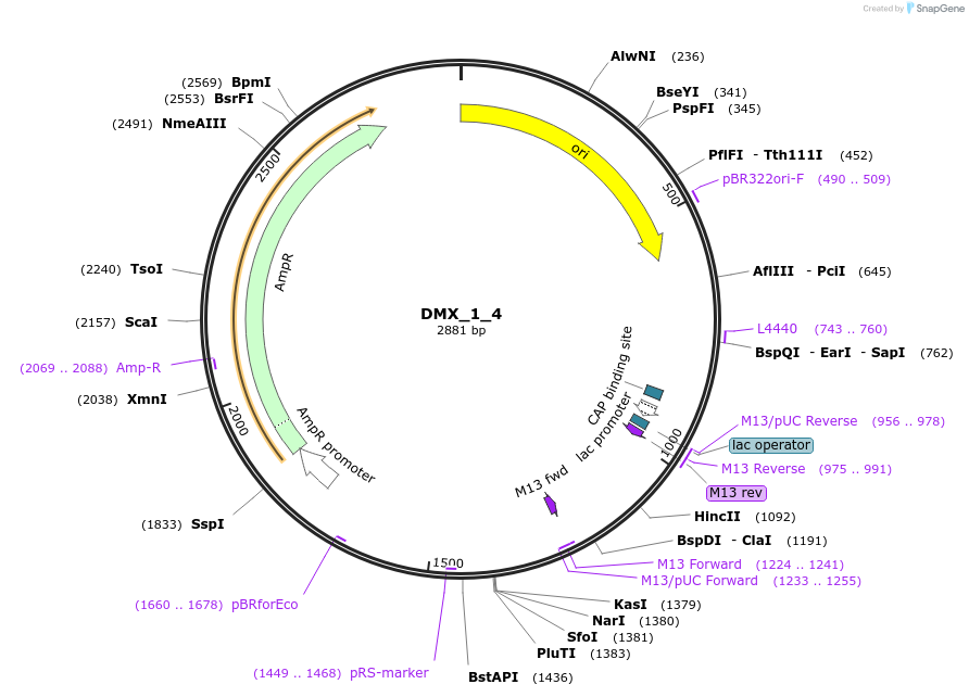 255164-plasmid-map-sequence-id-510523