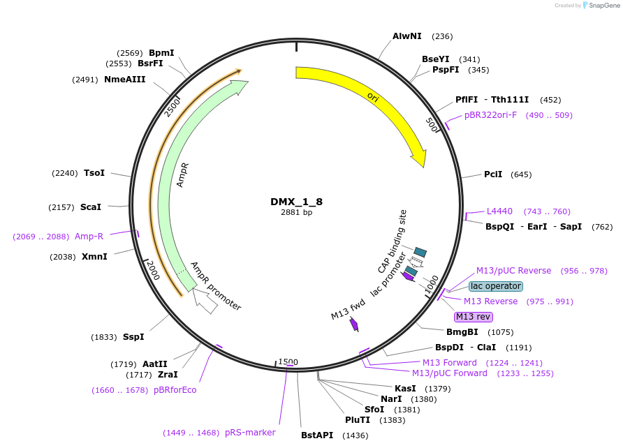 255168-plasmid-map-sequence-id-510526