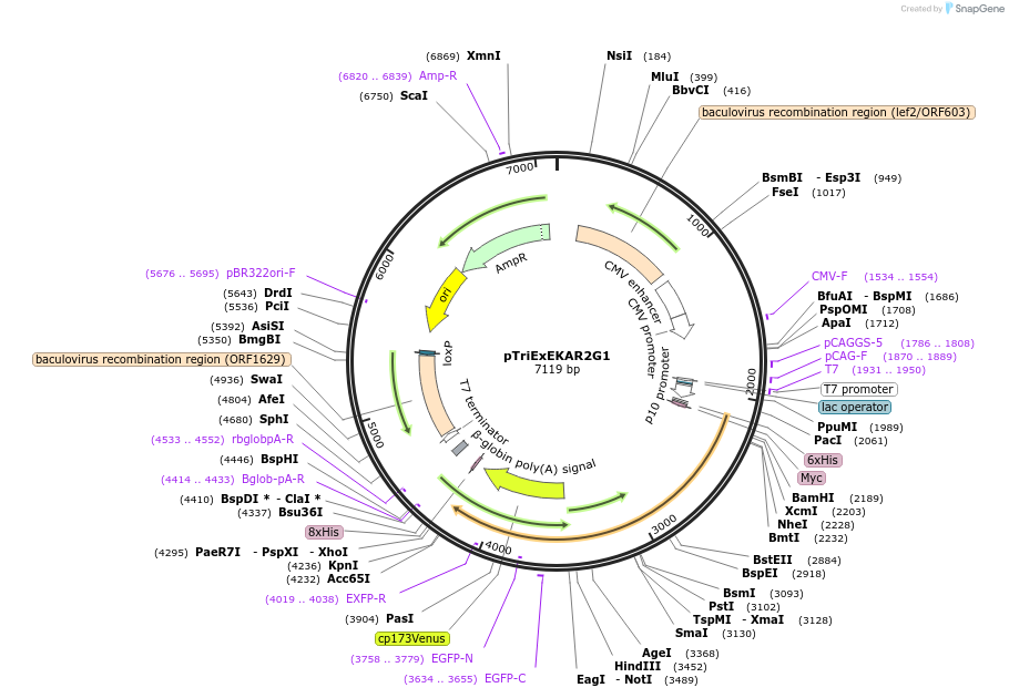40174-plasmid-map-sequence-id-51060