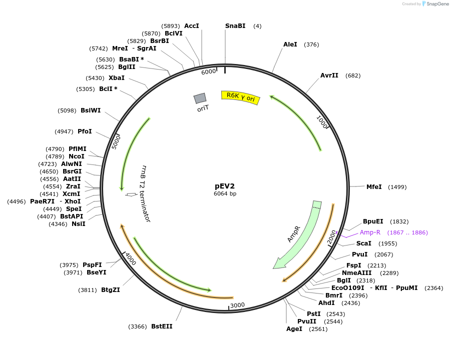 254053-plasmid-map-sequence-id-510615