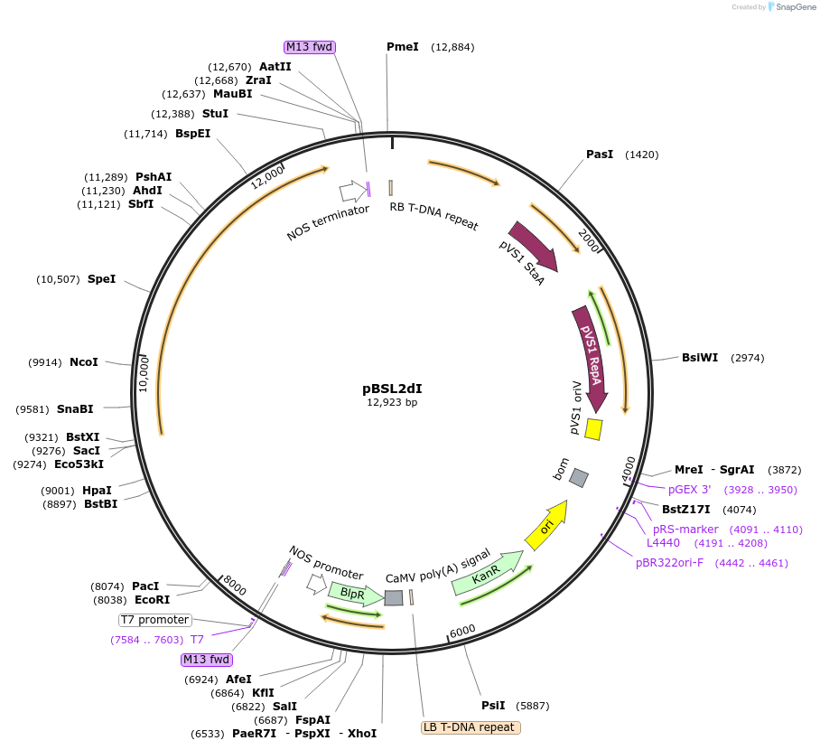 256027-plasmid-map-sequence-id-510657