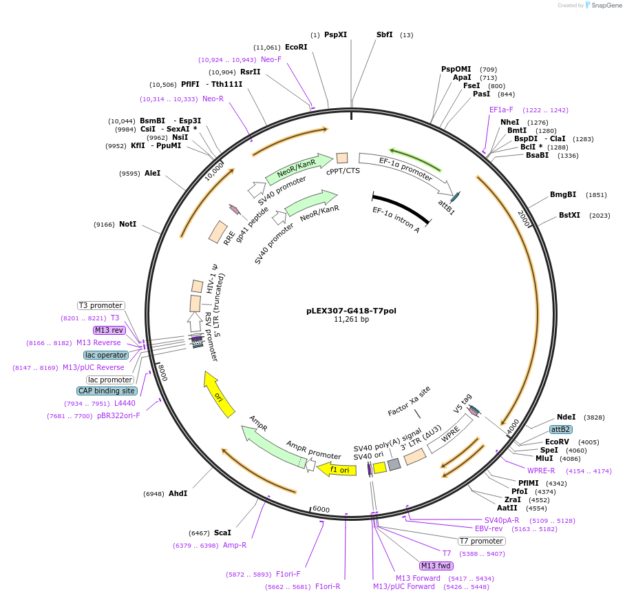 255668-plasmid-map-sequence-id-510666