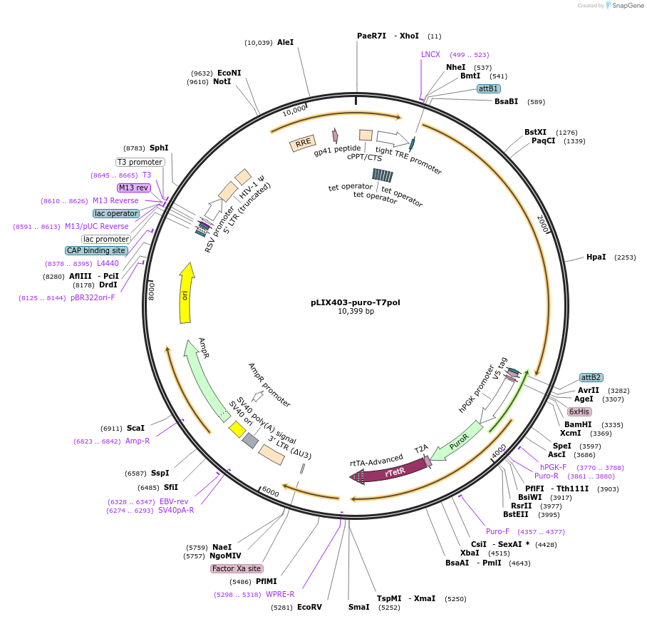 255669-plasmid-map-sequence-id-510667