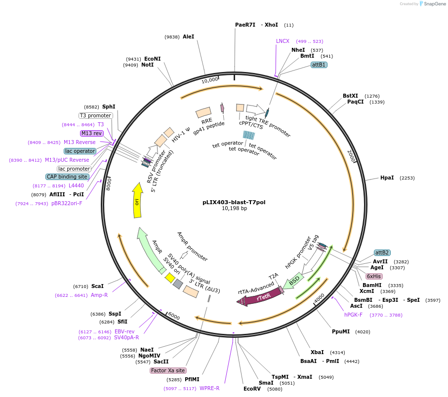 255670-plasmid-map-sequence-id-510668
