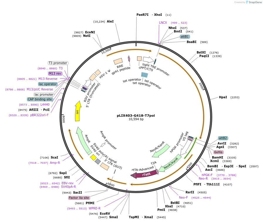 255671-plasmid-map-sequence-id-510669