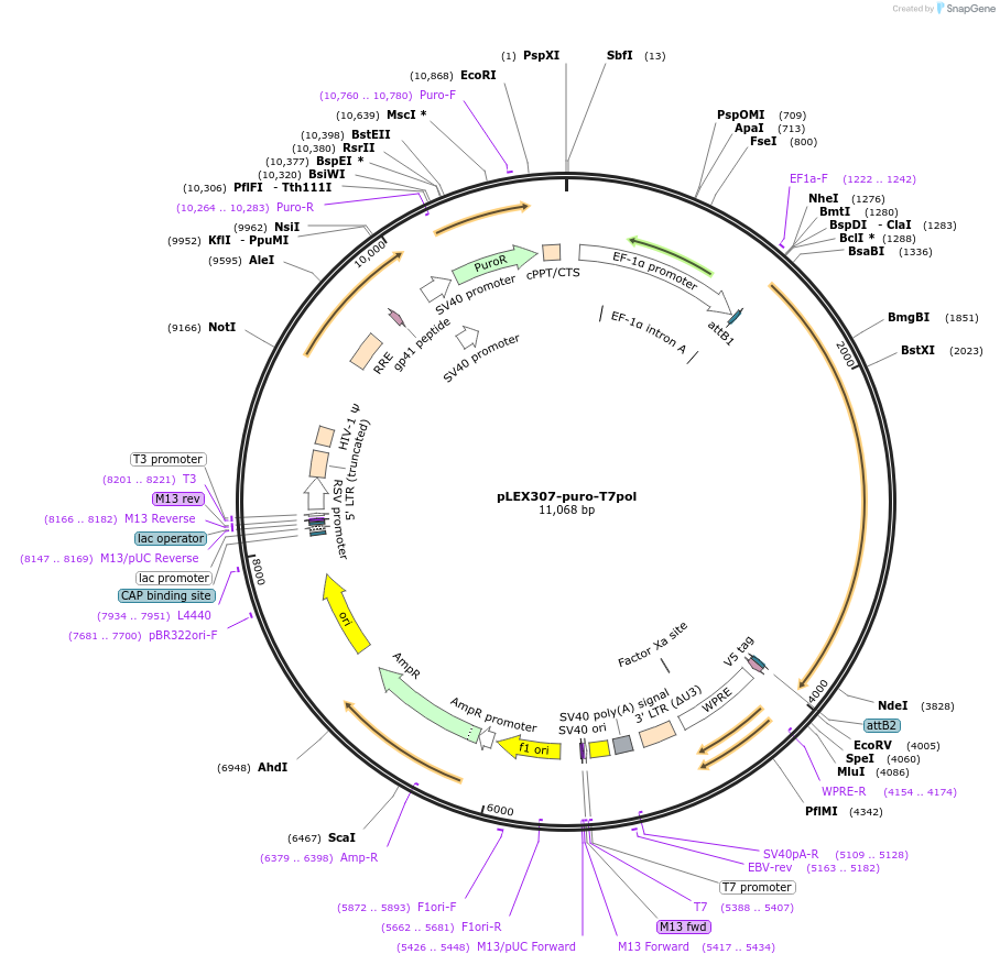 255666-plasmid-map-sequence-id-510670