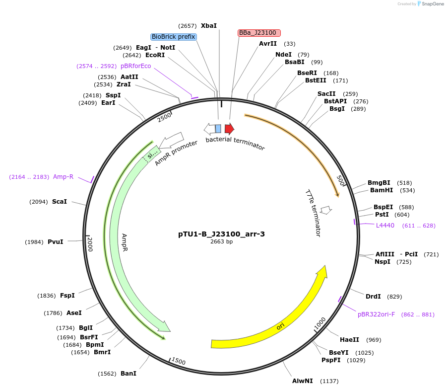 255534-plasmid-map-sequence-id-510673