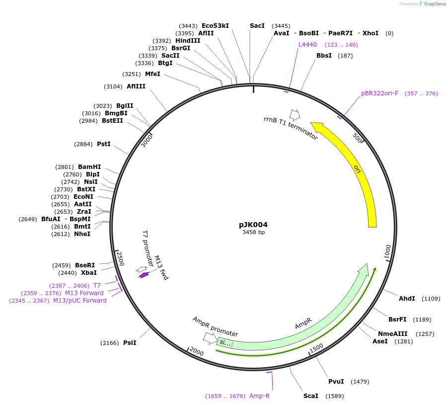 254599-plasmid-map-sequence-id-510676