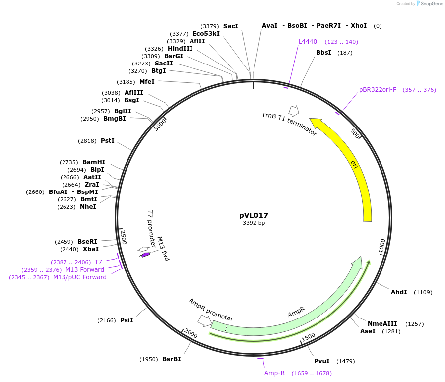 254597-plasmid-map-sequence-id-510678