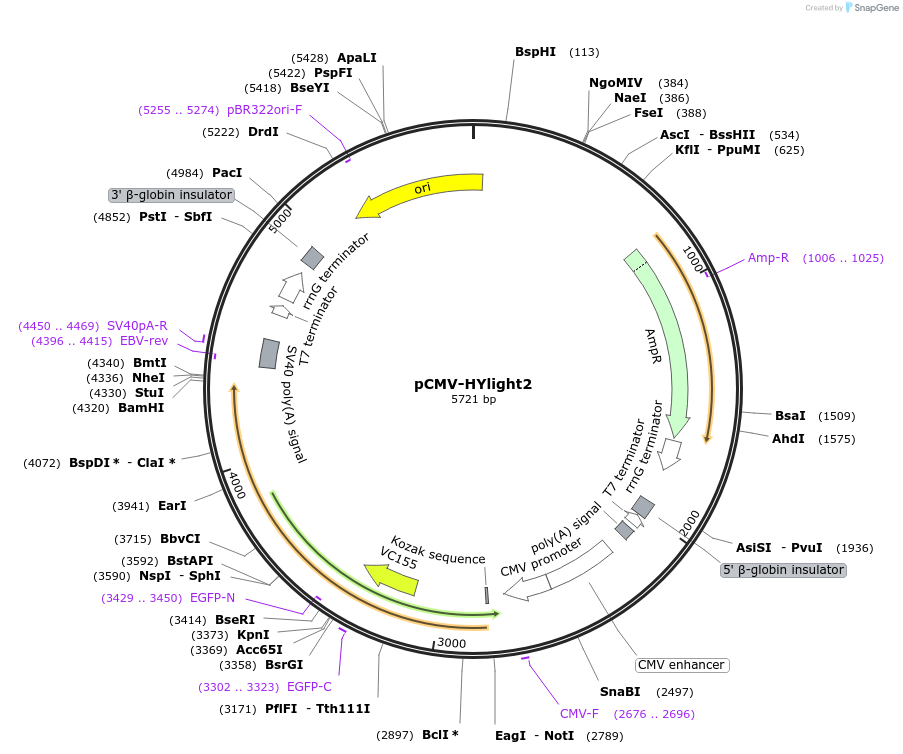 255338-plasmid-map-sequence-id-510680